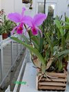 Cattleya trianae sangre de toro 